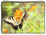 Pomarańczowe, Kwiaty, Motyl
