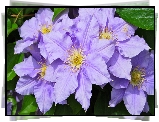 Kwiaty, Clematis, Powojniki, Listki