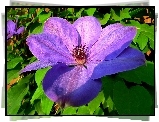 Przyroda, Kwiaty, Clematis
