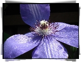Przyroda, Kwiaty, Clematis