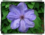 Przyroda, Kwiaty, Clematis