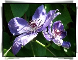 Przyroda, Kwiaty, Clematis