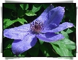 Przyroda, Kwiaty, Clematis