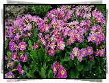 Purpurowe, Kwiaty, Prymula
