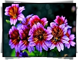 Kwiaty, Purpurowe