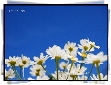 Kwiaty, Niebo, Reklama, Mac