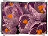 Kwiaty, Krokusy, Rosa, Krople
