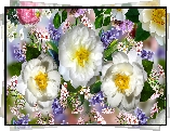Kwiaty, Trzy, Białe, Róże, Grafika