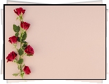 Kwiaty, Czerwone, Róże, Listki