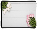 Kwiaty, Białe, Różowe, Tulipany