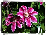 Różowe, Kwiaty, Clematis