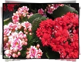 Kwiaty, Czerwone, Różowe, Kalanchoe
