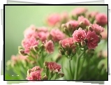 Różowe, Kwiaty, Doniczkowe, Kalanchoe