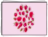 Kwiaty, Róże, Pąki, Listki, Różowe tło