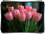 Różowo-koralowe, Tulipany, Kwiaty