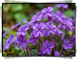 Rozwinięte, Fioletowe, Drobne, Kwiaty