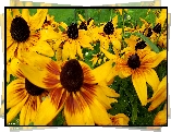 Kwiaty, Rudbekia