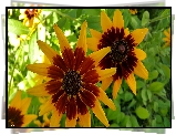 Kwiaty, Rudbekia