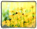 Kwiaty, Rudbekia