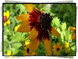 Kwiaty, Rudbekia