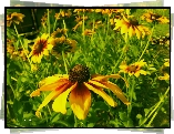 Kwiaty, Rudbekie