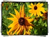 Kwiaty, Rudbekie