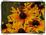 Kwiaty, Rudbekie, Motyl, Rusałka, Osetnik