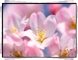 Kwiaty, Sakura