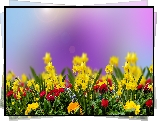 Kwiaty, �onkile, Stokrotki, Wiosna