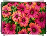 Kwiaty, Kolorowe, Osteospermum, Stokrotki afrykańskie