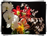 Kwiaty, Orchidea, Prymula, Amarylis, Tło, Czarne