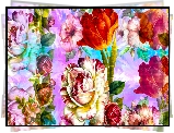 Kwiaty, Róża, Tulipan, Grafika