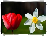 Kwiaty, Wiosenne, Tulipan, Narcyz