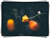 Kwiaty, Tulipan