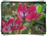 Tulipanki, Kwiaty, Różowe