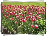 Kwiaty, Tulipany