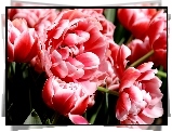 Kwiaty, Tulipany