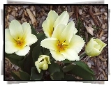 Kwiaty, Tulipany