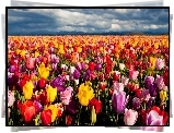 Kwiaty, Tulipany