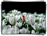 Kwiaty, Tulipany