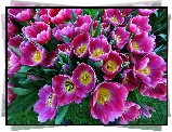 Kwiaty, Tulipany