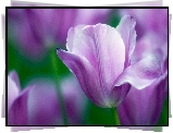 Kwiaty, Tulipany