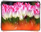 Kwiaty, Tulipany