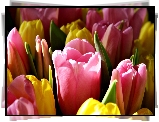 Kwiaty, Tulipany