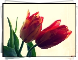 Kwiaty, Tulipany