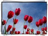 Kwiaty, Tulipany