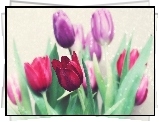 Kwiaty, Tulipany