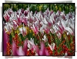 Kwiaty, Tulipany