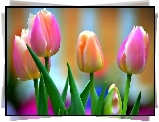 Kwiaty, Tulipany