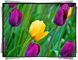 Kwiaty, Tulipany